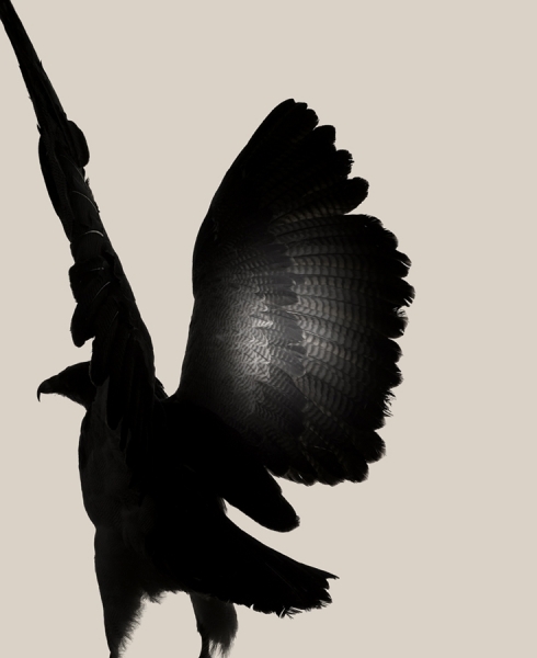 Photograph Louisa Parry Bird2 on One Eyeland